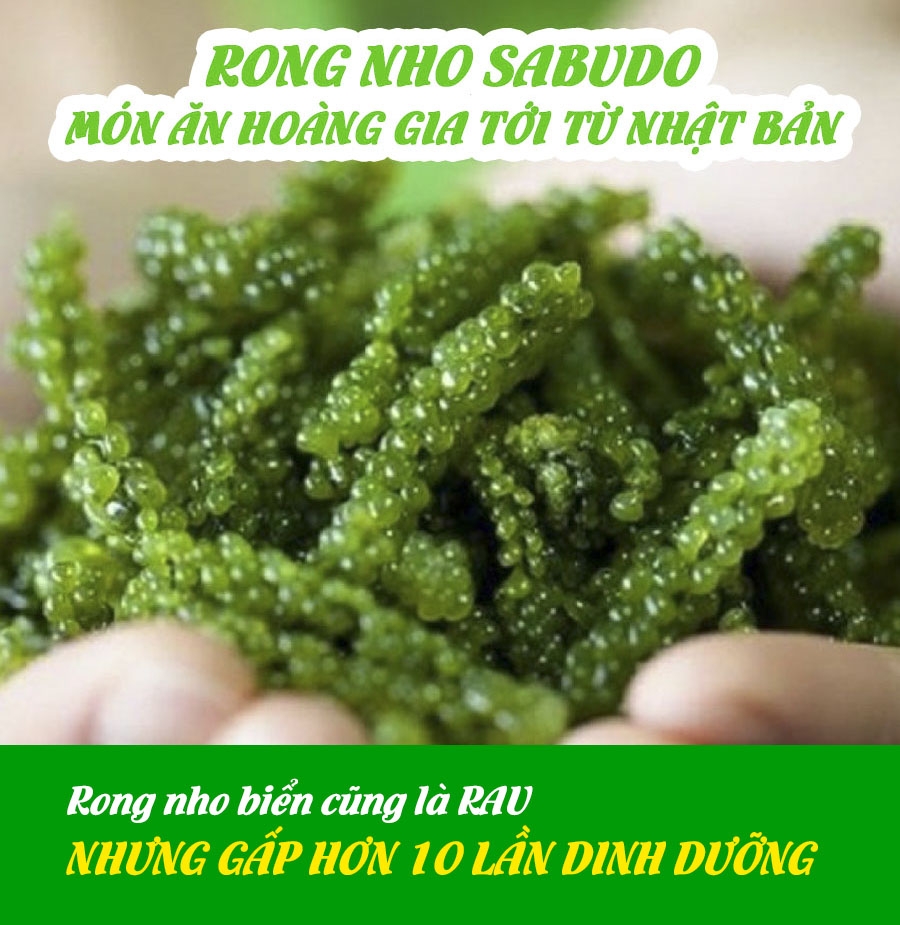 [NEW] Rong nho tách nước SABUDO + Chai xốt mè rang, vua rong nho Nhật Bản, phân phối rong nho Sabudo chính hãng ZONESHOP
